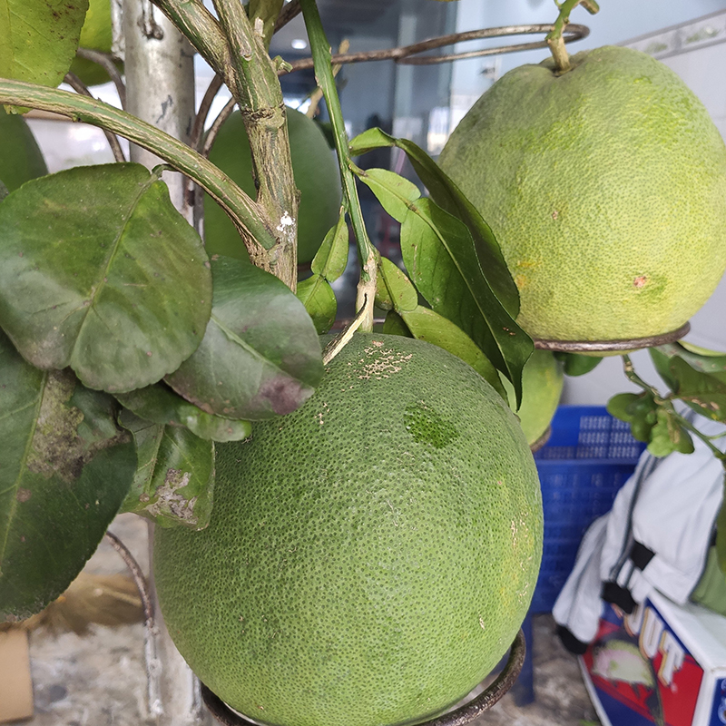 Bưởi Bến Tre có cành (1 trái)